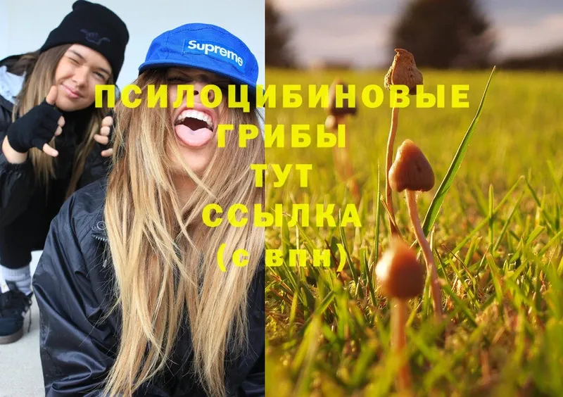 Псилоцибиновые грибы Psilocybe  Холмск 